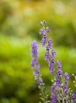 Colorful foxgloves - digitalis purpurea