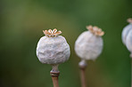 Poppies blooming