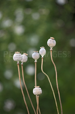 Buy stock photo Poppies blooming in the countryside - Denmark