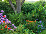 Rhododendron - garden flowers in May