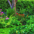 Rhododendron - garden flowers in May