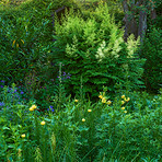 My beautiful garden in the month of June