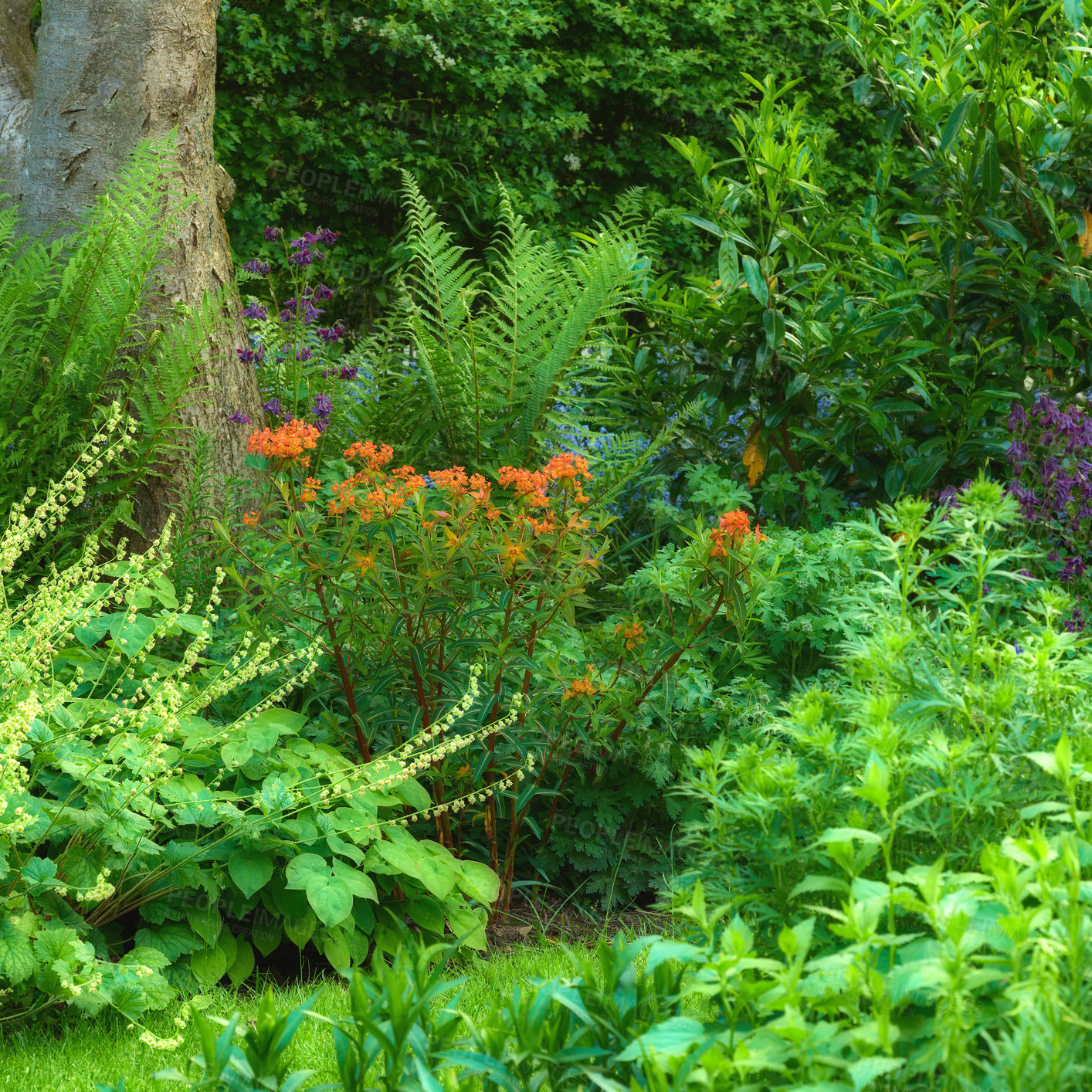 Buy stock photo Background, blossom and growth with flowers in garden of home for botany, cultivation or horticulture. Colorful, spring and wallpaper with plants in backyard for development or floral landscaping