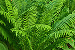 Fern