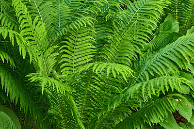 Buy stock photo Closeup of bright green leaves growing on an Ostrich fern in summer. Details and patterns of lots of vibrant tropical plants growing in a group outdoors. Big textured leaf to decorate or shade spaces