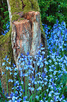 Bluebells in my garden