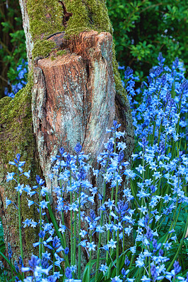 Buy stock photo Bunch of blue flowers growing around a mossy stump. Wild bluebell plants surrounded by a decaying lichen covered tree trunk in spring. Colorful leafy blossoms blooming in a botanical garden or forest