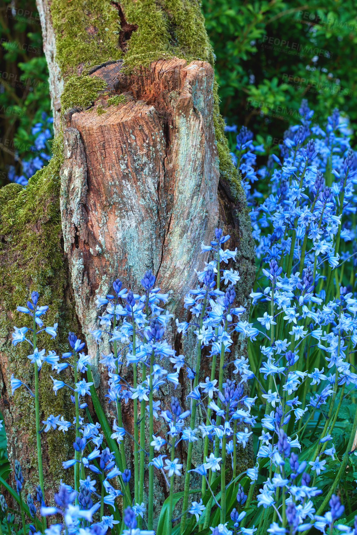 Buy stock photo Bunch of blue flowers growing around a mossy stump. Wild bluebell plants surrounded by a decaying lichen covered tree trunk in spring. Colorful leafy blossoms blooming in a botanical garden or forest