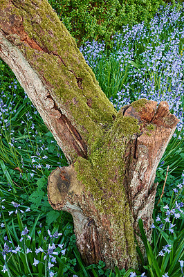 Buy stock photo Mossy tree stump in a field of blue flowers. Moss covered decaying tree surrounded by wild bluebells in a backyard in spring. Closeup view of lush nature scene in a botanical garden or arboretum.