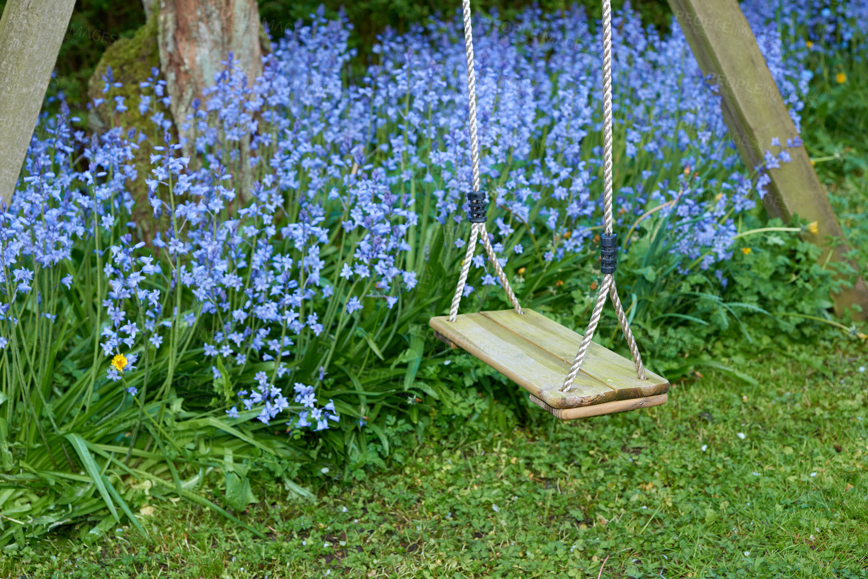 Buy stock photo A wooden tree swing hanging with nylon rope and a background bush of vibrant bluebell flowers. Serene, peaceful private home backyard with blue scilla siberica plants growing in empty tranquil garden