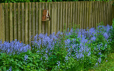 Buy stock photo Landscape of blue flowers in a lush forest in summer. Purple plants growing in a botanical garden in spring. Beautiful violet flowering plants budding against a wooden fence in a yard