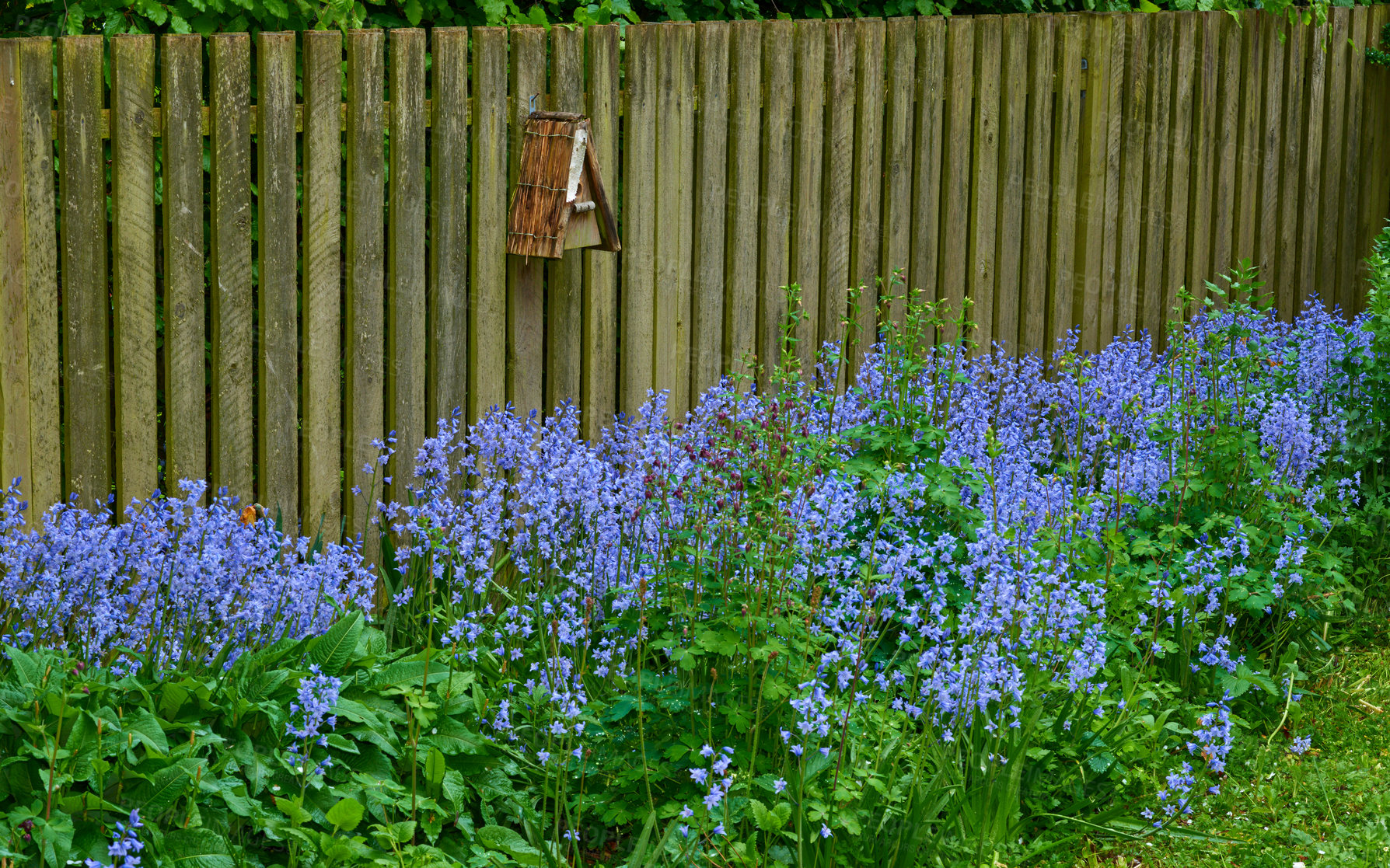 Buy stock photo Landscape of blue flowers in a lush forest in summer. Purple plants growing in a botanical garden in spring. Beautiful violet flowering plants budding against a wooden fence in a yard