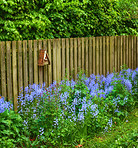 Bluebells in my garden