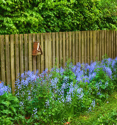 Buy stock photo Landscape of bluebell flowers in a lush forest in summer. Blue plants growing in a botanical garden in spring. Beautiful violet flowering plants budding against a wooden fence in a yard
