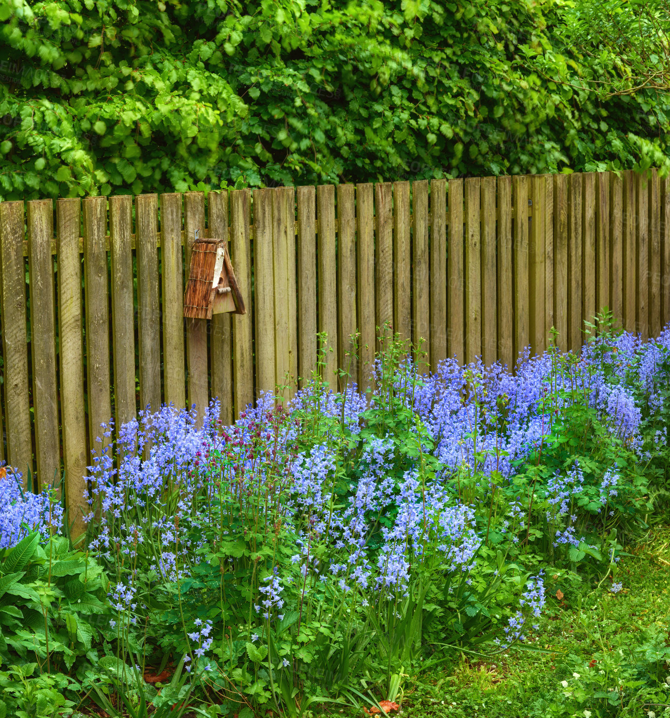 Buy stock photo Landscape of bluebell flowers in a lush forest in summer. Blue plants growing in a botanical garden in spring. Beautiful violet flowering plants budding against a wooden fence in a yard
