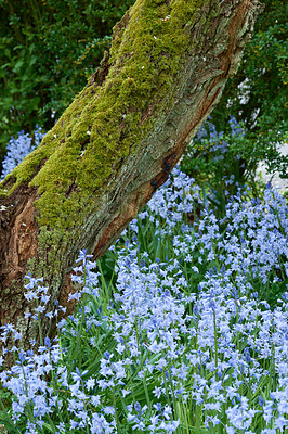 Buy stock photo Colourful bluebell flowers growing around moss covered wooden tree trunk. Blossoming, blooming, flowering blue scilla siberica plants in a serene, peaceful, tranquil private home garden and backyard