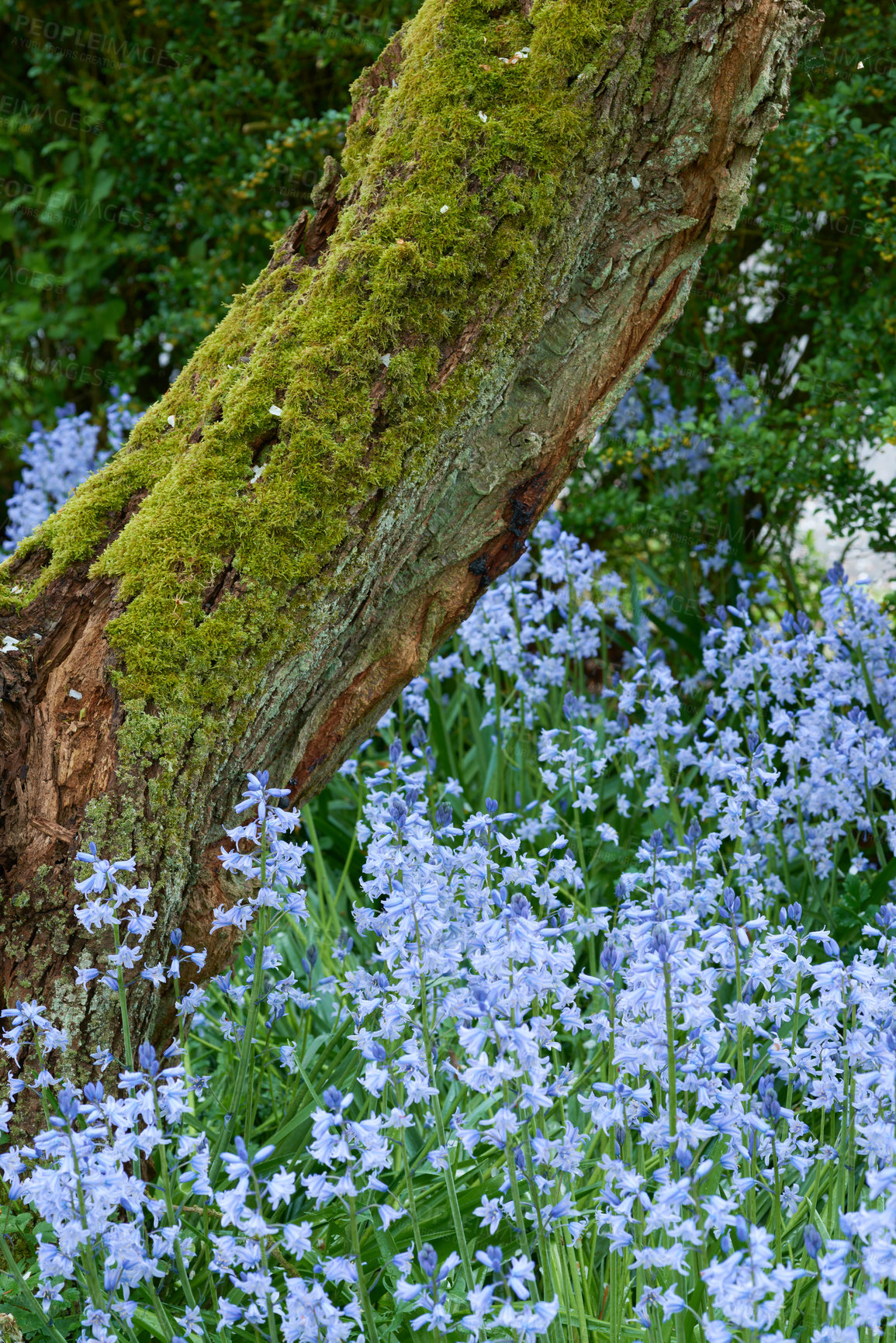 Buy stock photo Colourful bluebell flowers growing around moss covered wooden tree trunk. Blossoming, blooming, flowering blue scilla siberica plants in a serene, peaceful, tranquil private home garden and backyard
