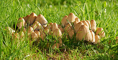 Buy stock photo Closeup of Common Ink Caps growing on green grass with copyspace. Cluster of mushrooms growing on lush green ground in park or field. Troop sprouting on vibrant lawn, ready to be used for food or ink