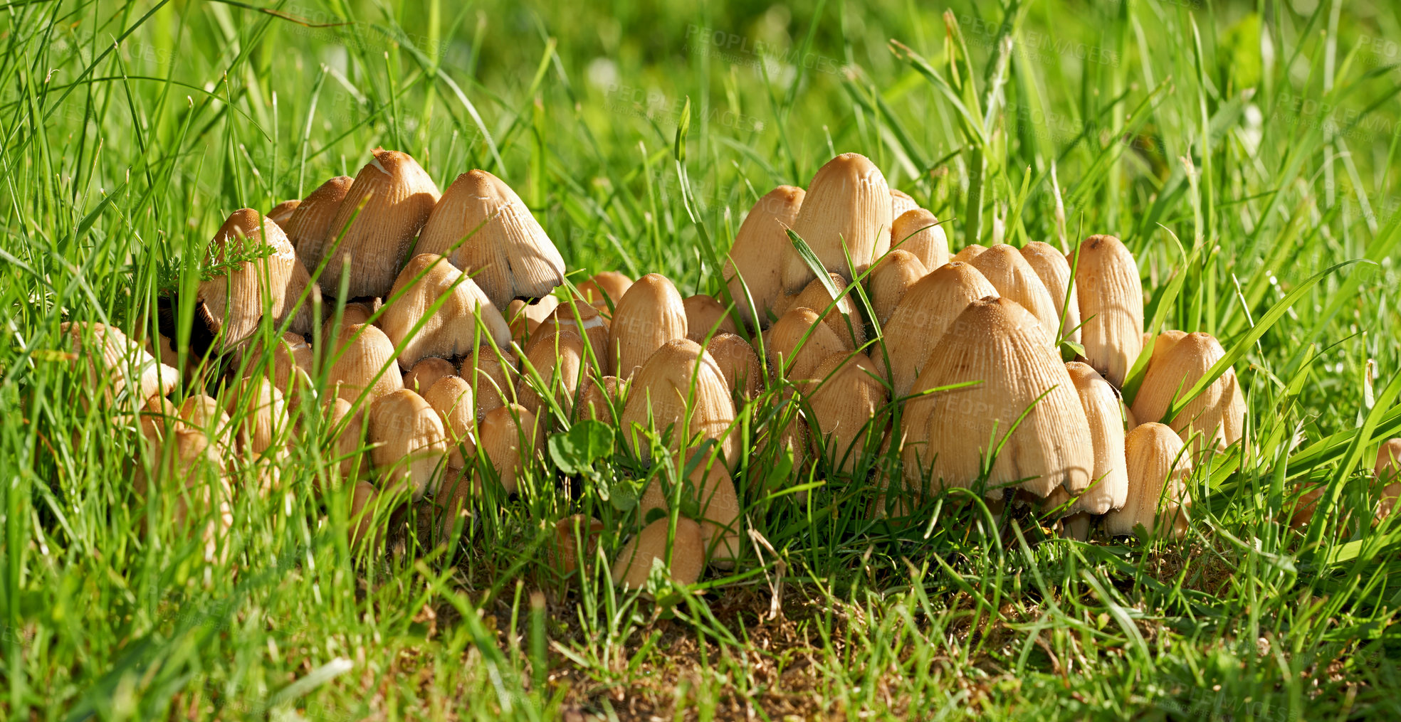 Buy stock photo Closeup of Common Ink Caps growing on green grass with copyspace. Cluster of mushrooms growing on lush green ground in park or field. Troop sprouting on vibrant lawn, ready to be used for food or ink