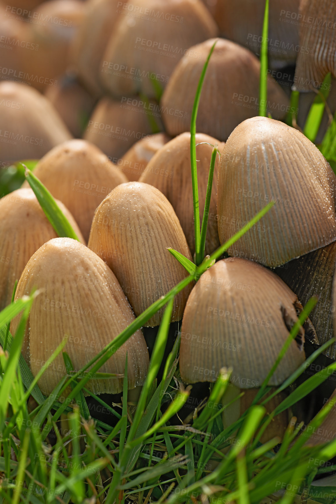 Buy stock photo Common Ink Caps or mushrooms growing on green grass outdoors on the lawn or local park. A cluster of a species of fungus spreading on pasture. Fruit bodies appearing on a lawn in summer or spring