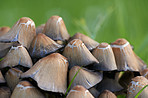 Beautiful and tasty Common Ink Cap