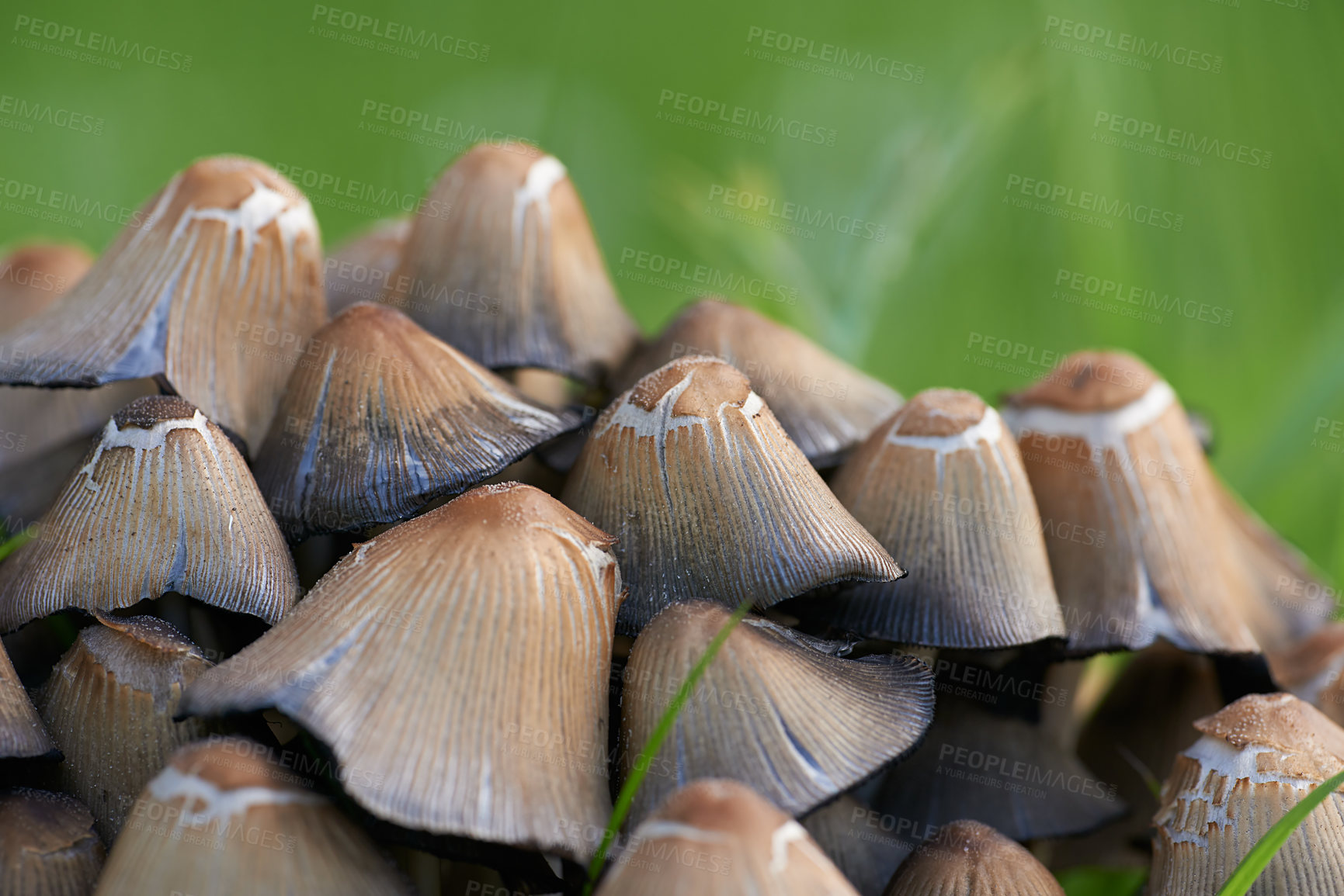 Buy stock photo A closeup view of a heap of mushrooms. Macro view of mushrooms with green grass. The group of wild fungi in a forest on green blur background. Small brown fungus in green moss. Coprinus micaceus. 