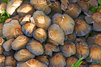 Beautiful and tasty Common Ink Cap