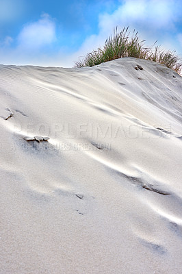 Buy stock photo Seagrass sways on the beach from the ocean breeze. A view of grass on the sandy shore and a blue sky. A beautiful pic of a white dune with beach grass in the foreground. The landscape of a beach. 