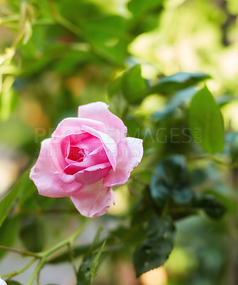 Buy stock photo A photo of a beautiful rose