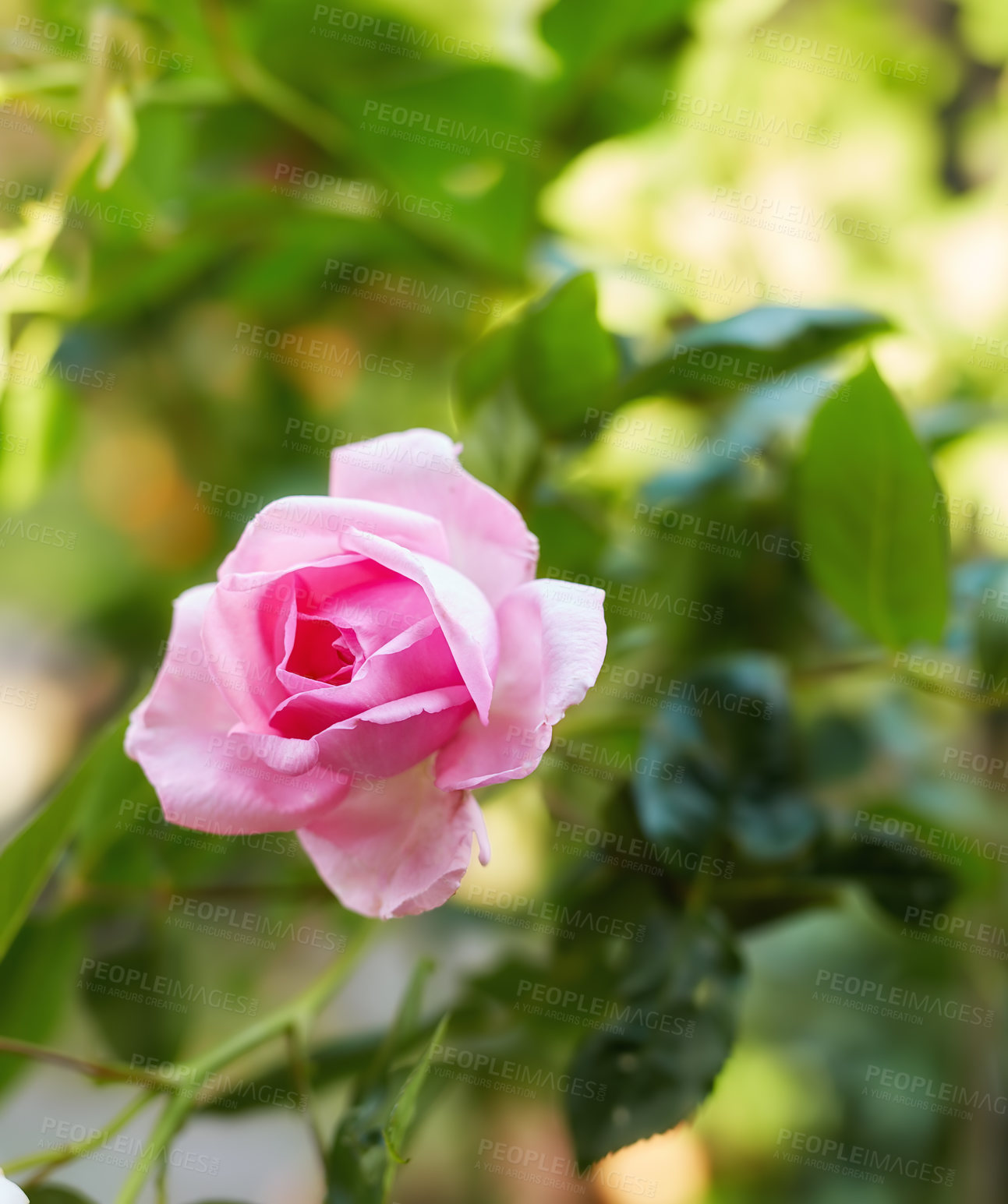 Buy stock photo A photo of a beautiful rose