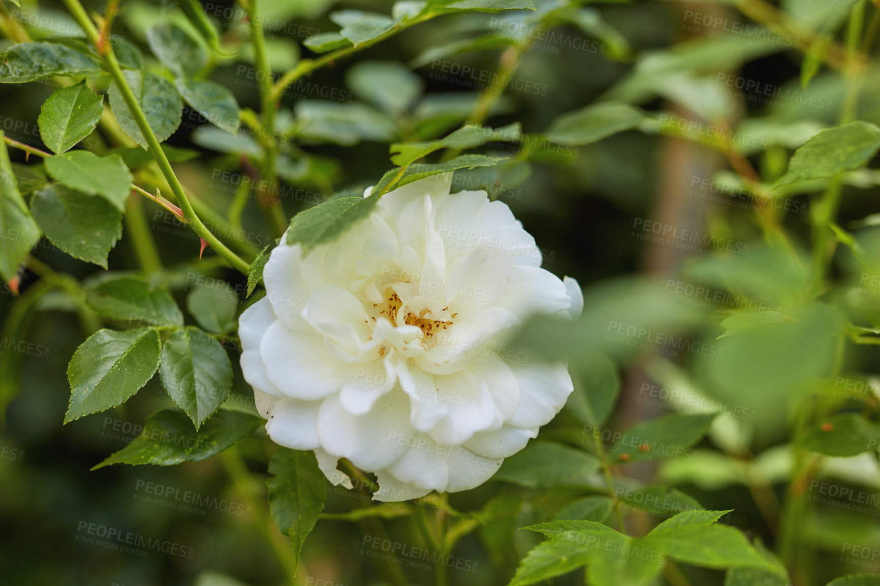 Buy stock photo A photo of a beautiful white rose