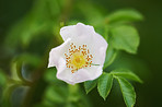 White rose in my garden