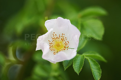 Buy stock photo A photo of a beautiful white rose