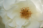 White rose in my garden