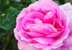 White rose in my garden