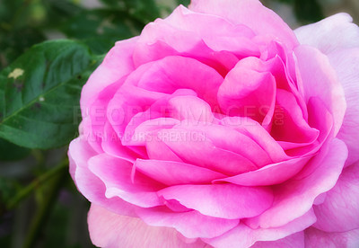 Buy stock photo Closeup, plants and pink rose with growth for sustainable gardening, environment and spring season. Nature, ecosystem and blossom with flowers for admiration symbol, floral petals and conservation