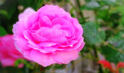 Buy stock photo A photo of a beautiful white rose