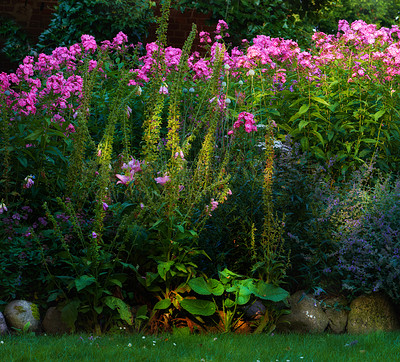 Buy stock photo Nature, bush and flowers by fence in park for botany, floriculture and colorful blossom. Growth, season and purple phlox petals, floral plants and leaves for outdoor garden landscape in spring.