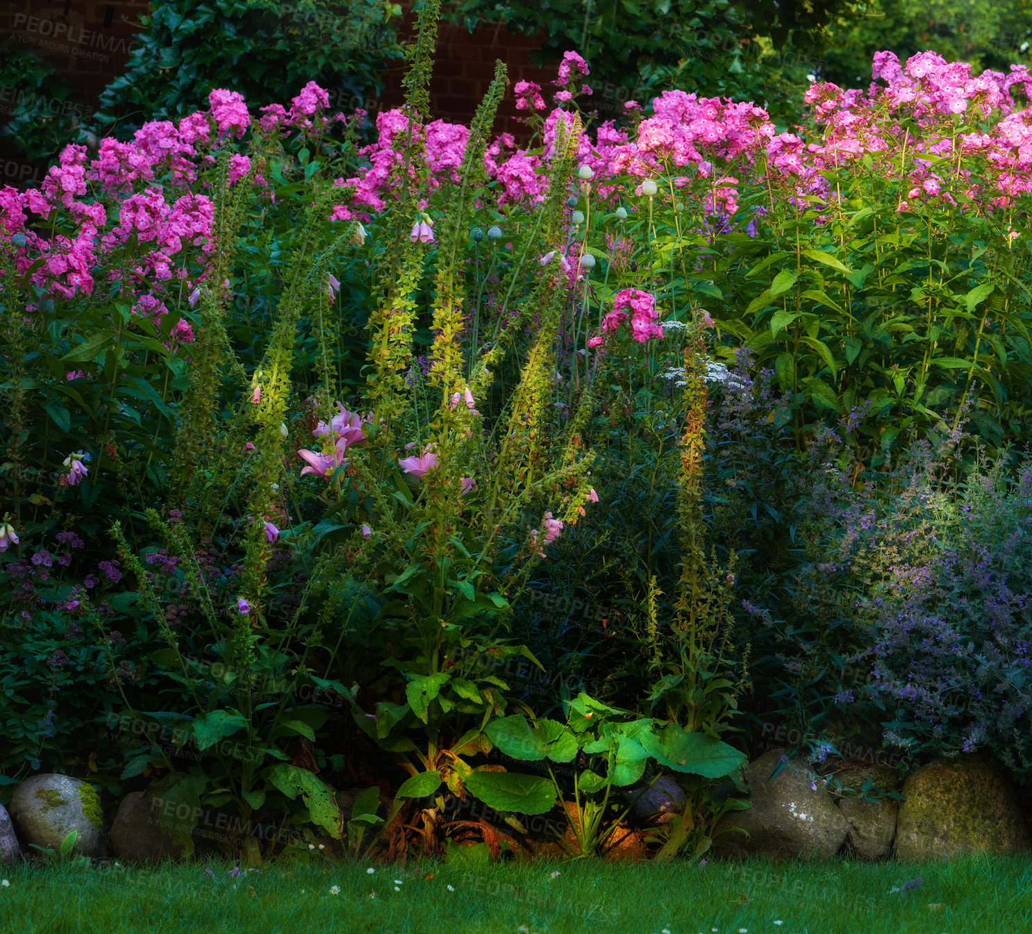 Buy stock photo Nature, bush and flowers by fence in park for botany, floriculture and colorful blossom. Growth, season and purple phlox petals, floral plants and leaves for outdoor garden landscape in spring.