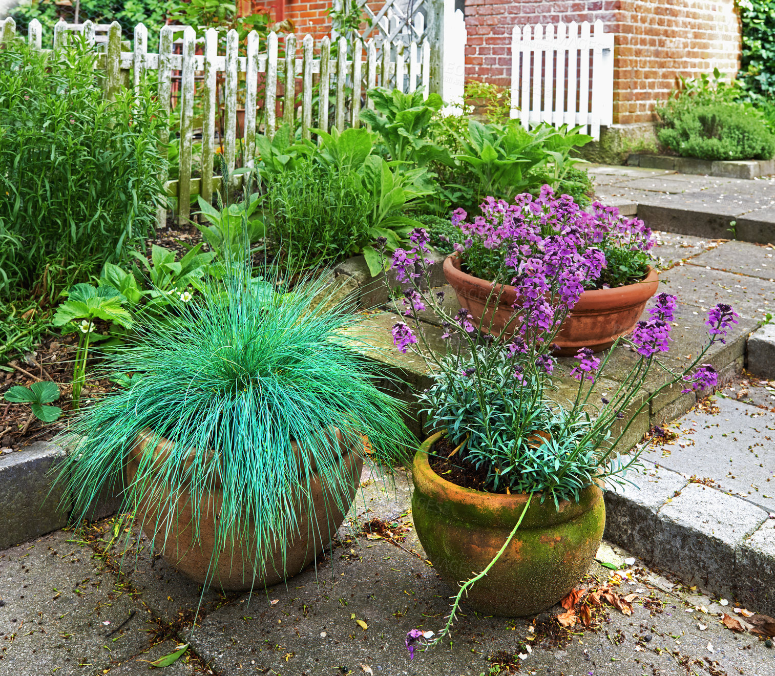 Buy stock photo Garden, flowers and plants in pot for growth, sustainability and environment in spring season outdoor. Nature, ecology and blossom by fence for festuca glauca, purple viola and decoration by concrete