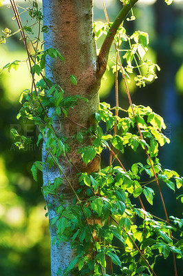 Buy stock photo Nature, tree and leaves with branch for natural growth, sustainability or eco friendly environment. Closeup, twig or stem with greenery for garden, spring season or lush botany on stem in forest