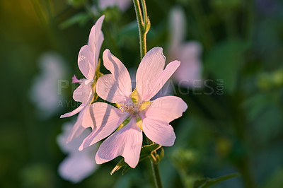 Buy stock photo Nature, bush and closeup of flowers in garden for botany, floriculture and colorful blossom. Growth, season and purple malva moschata petals, floral plants and leaves for outdoor field in spring.