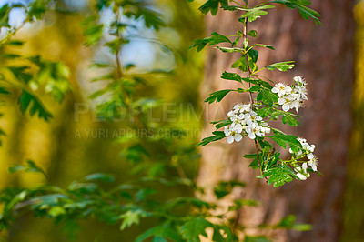 Buy stock photo Nature, stem and flower with tree in forest for natural, growth, blooming or blossom in spring. Closeup, root or plant with white petals for ecology, garden or leaves with lush or botanical ecosystem