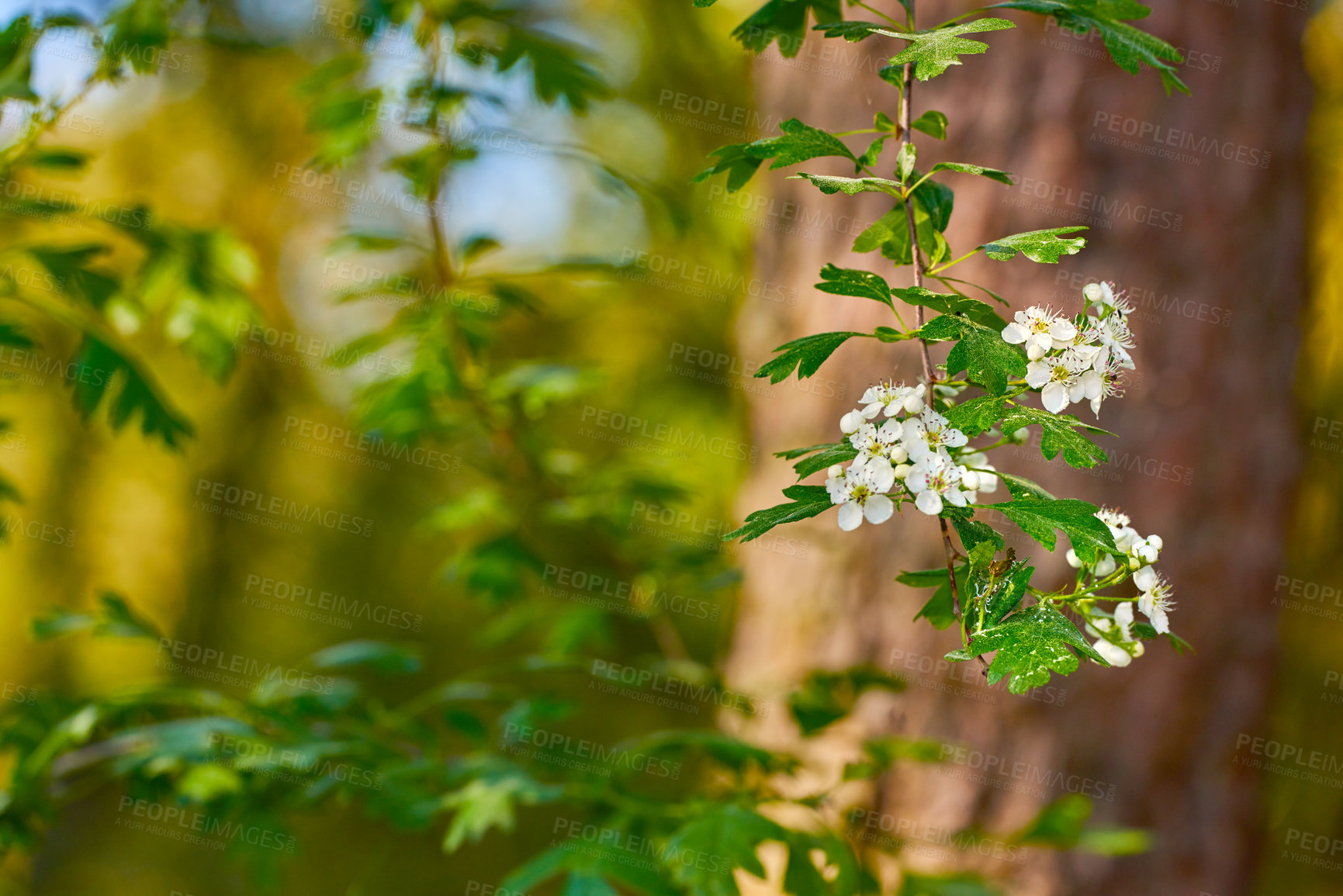 Buy stock photo Nature, stem and flower with tree in forest for natural, growth, blooming or blossom in spring. Closeup, root or plant with white petals for ecology, garden or leaves with lush or botanical ecosystem