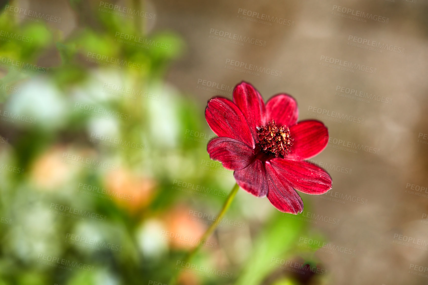 Buy stock photo A photo of the garden in summertime