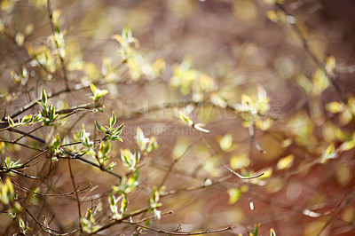 Buy stock photo Leaves, environment and nature with plants on branch for eco friendly, blossom and natural ecology. Outdoor, floral and greenery at countryside for botanical, sustainability and growth in morning