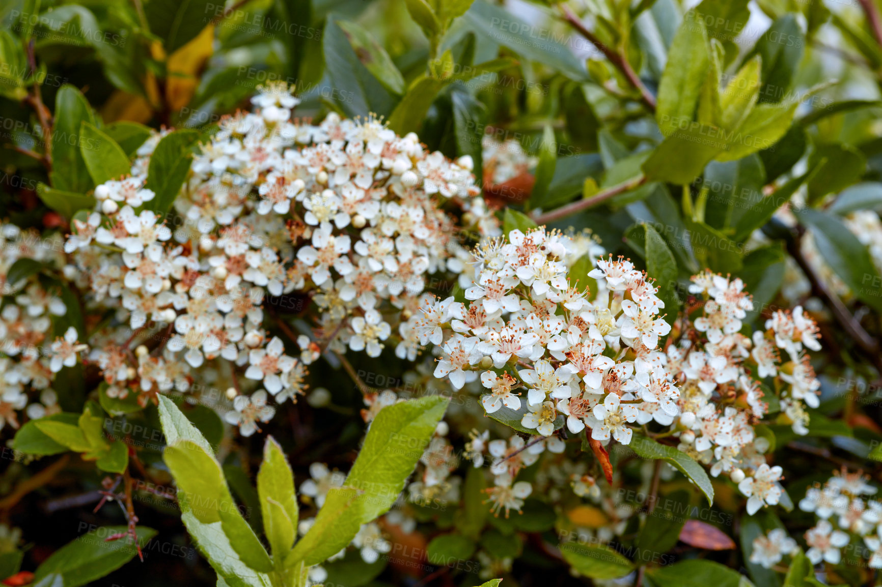 Buy stock photo Nature, outdoor and white flowers in environment with leaves for eco friendly, growth and destination. Garden, greenery and daisies floral plants with petals with for horticulture in park or field.
