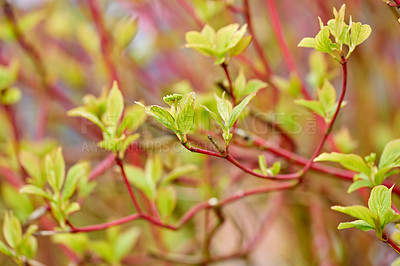 Buy stock photo Leaves, environment and nature with plants on stem for eco friendly, sustainability and natural ecology. Outdoor, floral and greenery at countryside for botanical, blossom and growth in summer