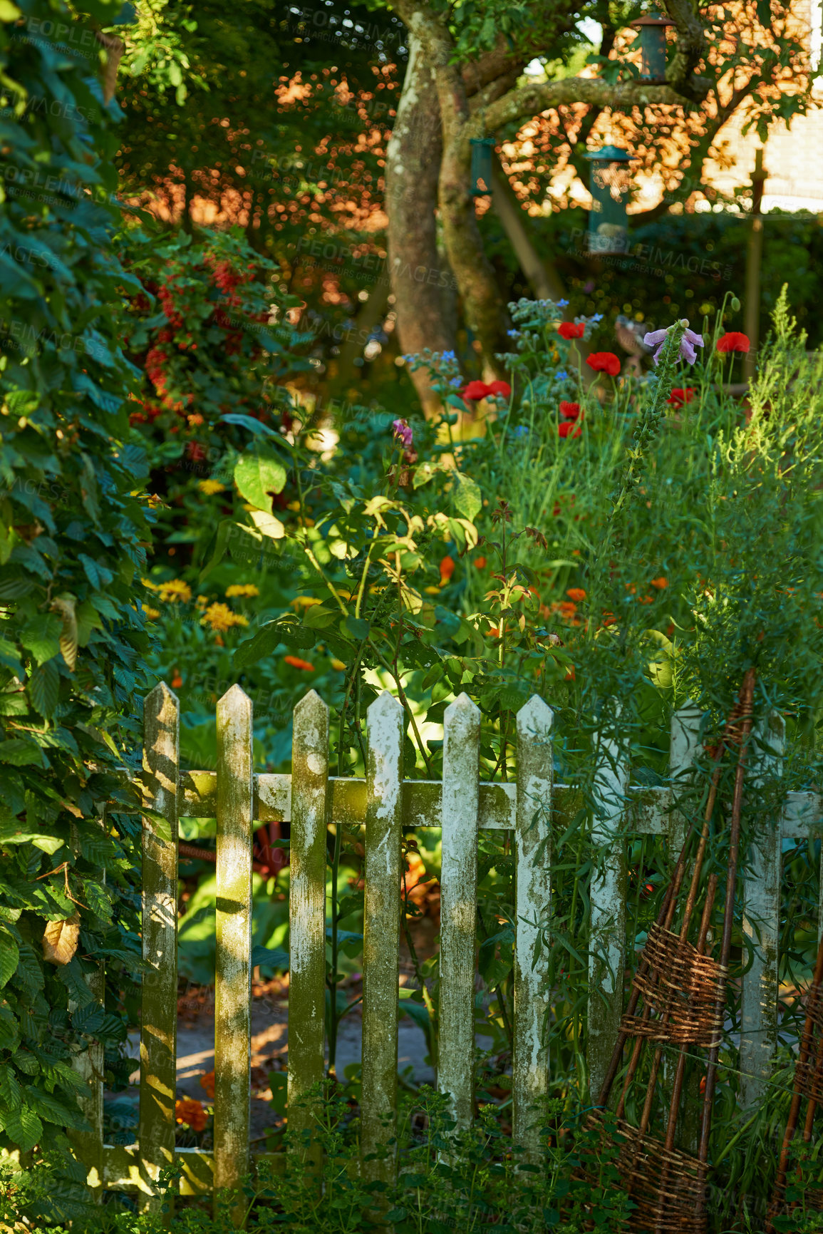 Buy stock photo Garden, design and flowers by fence with plants for gardening, sustainability and bloom scenery. Barrier, backyard lawn and natural environment for ecology, floral growth and botanical background