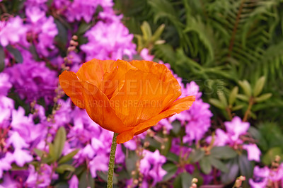 Buy stock photo A photo of the garden in summertime